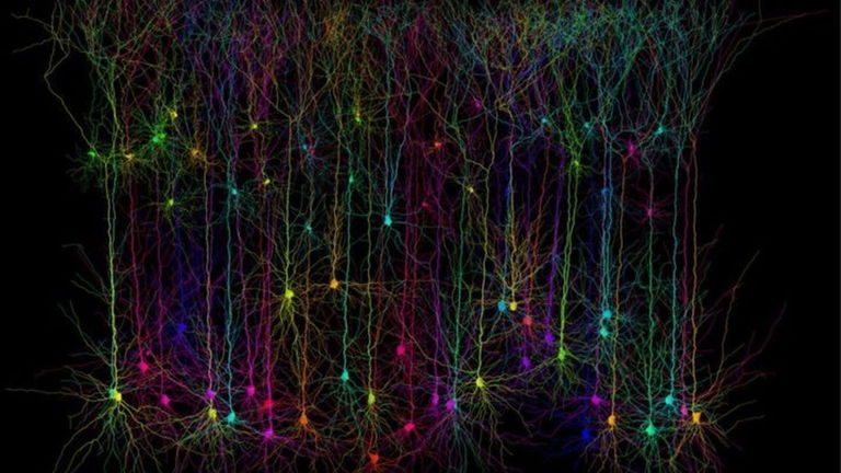 Tu cerebro trabaja diez veces más de lo que se pensaba