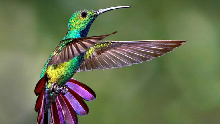 Conoce algunos de los animales más curiosos y sorprendentes