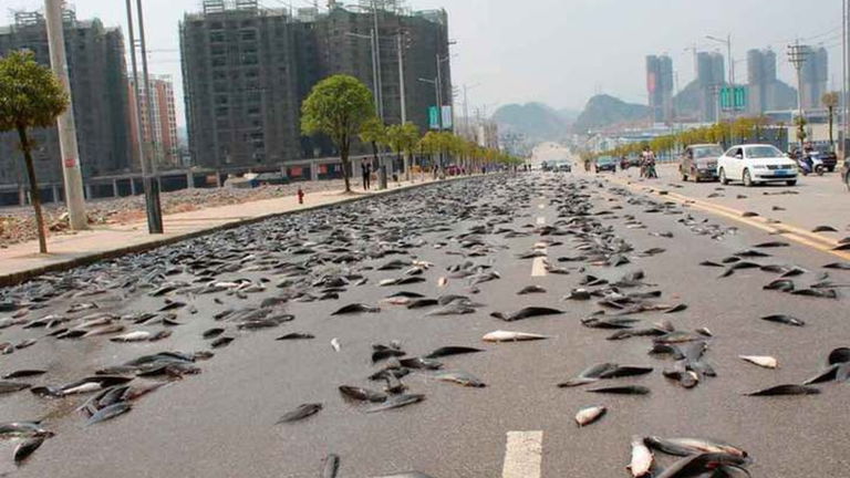 ¿Por qué pueden llover peces?