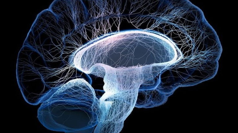 Conoce a las curiosas neuronas espejo que pueblan tu cerebro