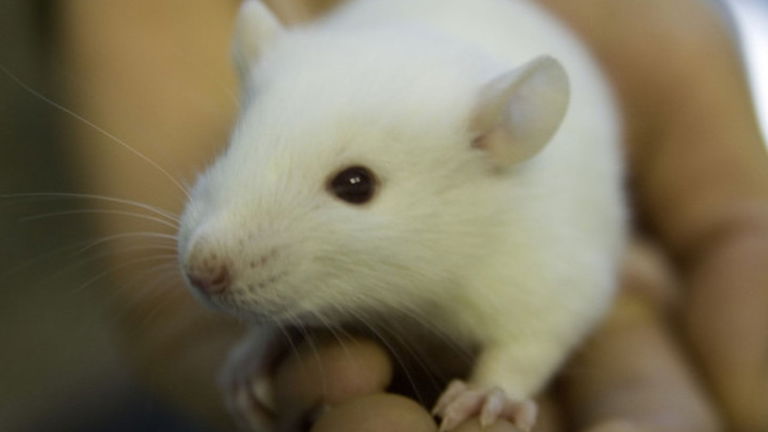 Los animales estériles podrán tener descendencia, gracias a la ingeniería celular