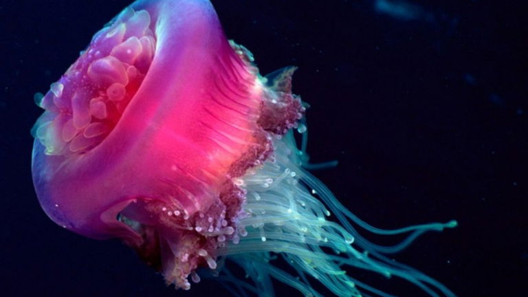 Por qué las medusas pueden dormir si no tienen cerebro
