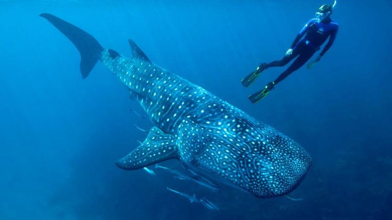 El tamaño de los animales y su peligro de extinción, más relacionados de lo que crees