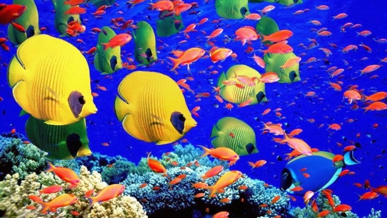 Por qué nunca verás tiburones blancos en un acuario