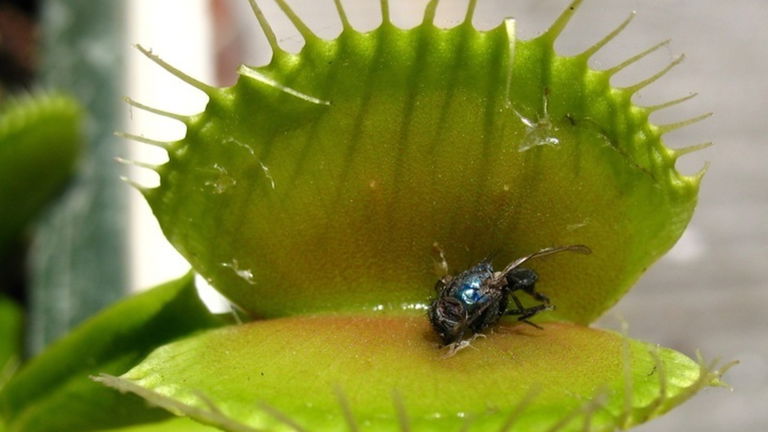 ¿Por qué hay plantas carnívoras?