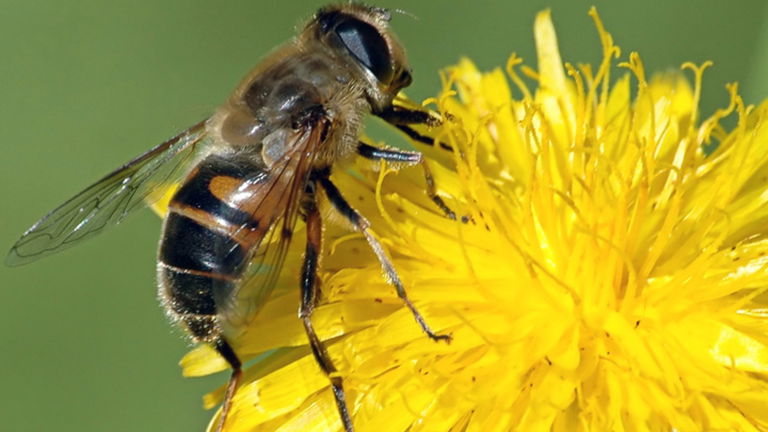 Así es cómo el uso de pesticidas está afectando a las abejas