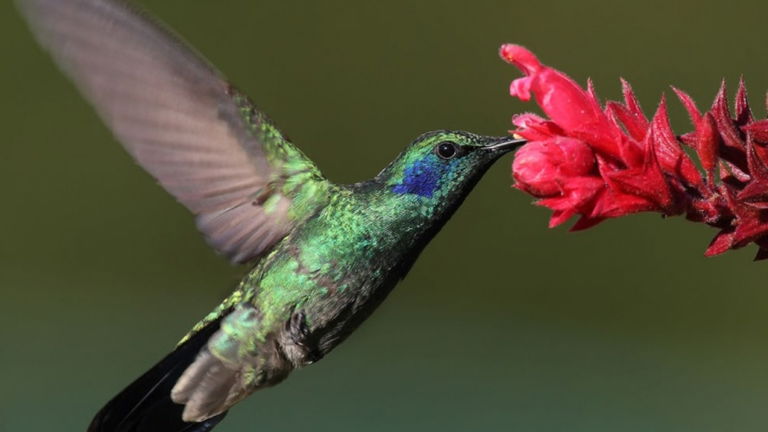 Cada especie animal tiene su propia miniatura