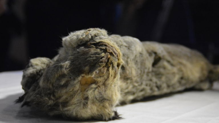 Es encontrada una cría de león de las cavernas perfectamente conservada