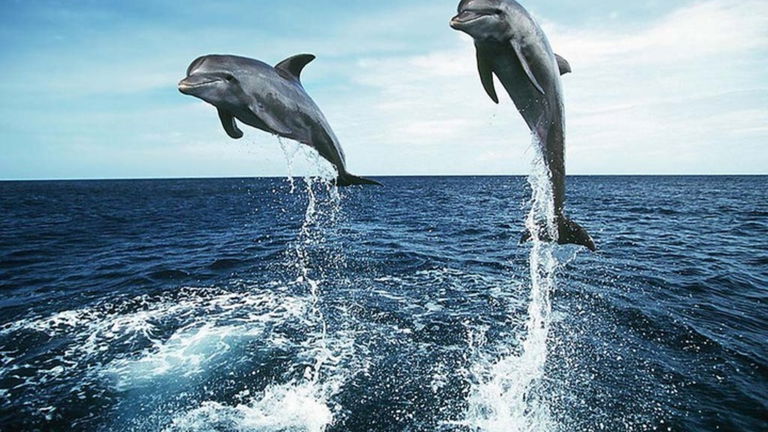 ¿Te suena de algo? Así actúan los delfines machos para enamorar a las hembras