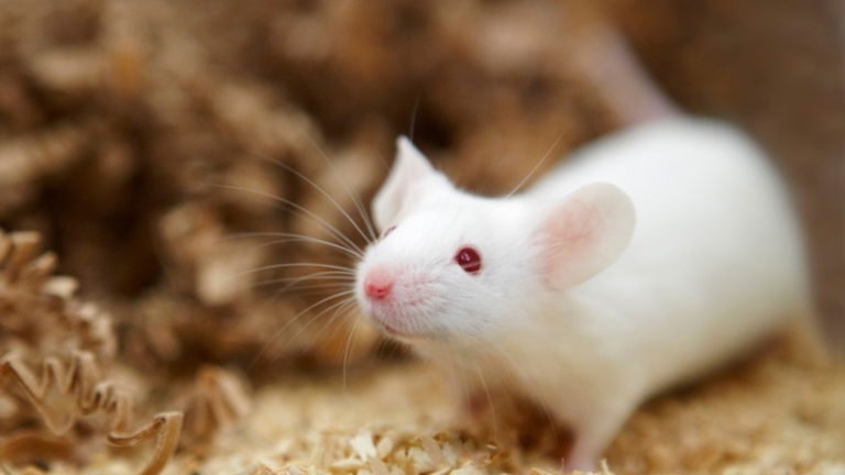 ¿Es necesario utilizar animales en los laboratorios?