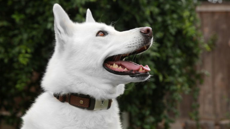Waggit, un collar para cuantificar la salud de tu perro