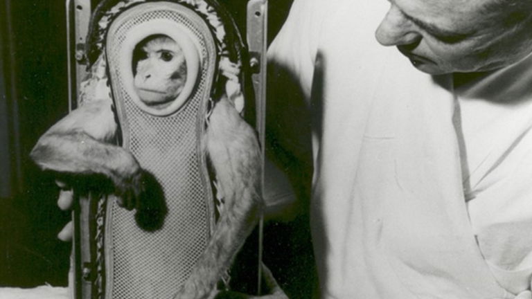 Los animales que viajaron al espacio
