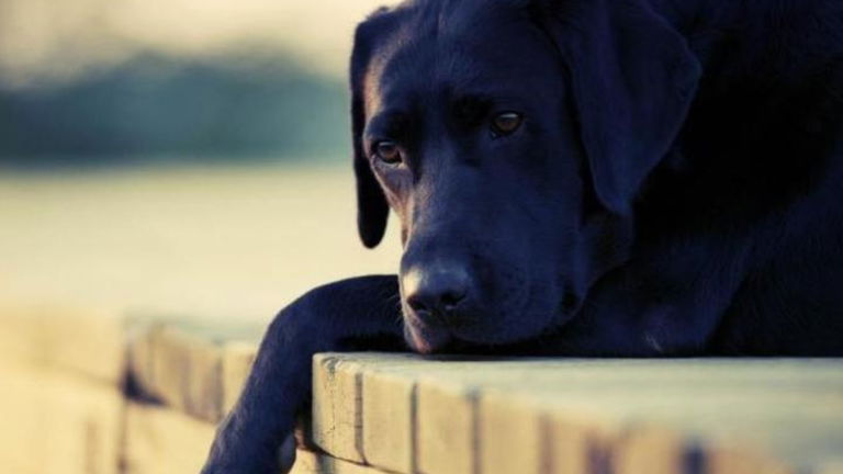 Por qué tu perro no tiene sentimientos