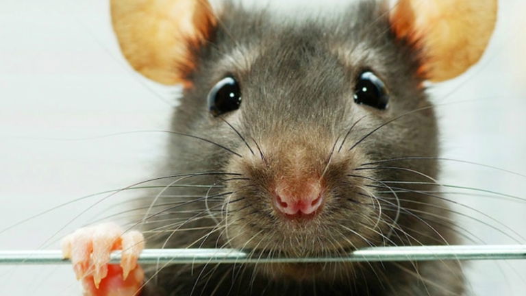 Las ratas de Nueva York son los nuevos pinzones de Darwin