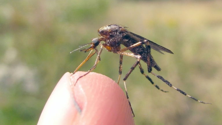 Acabar con la obsesión que los mosquitos tienen contigo es más fácil de lo que crees