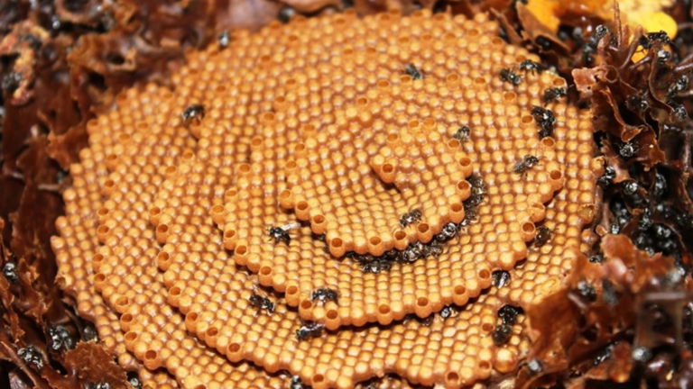 Las abejas que construyen panales en espiral