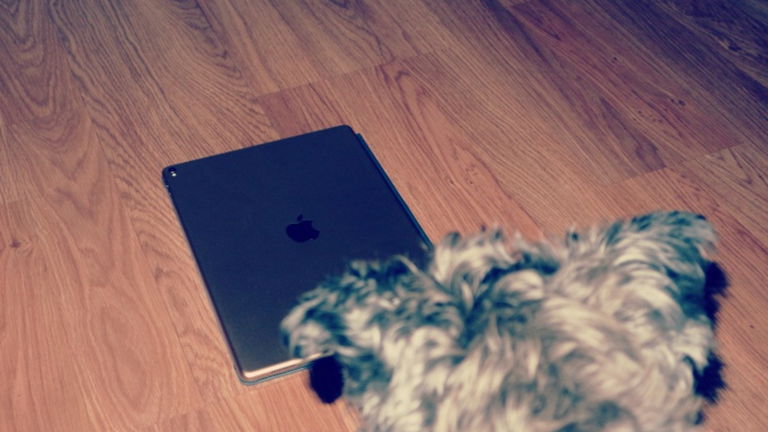 Mascotas contra inteligencia artificial