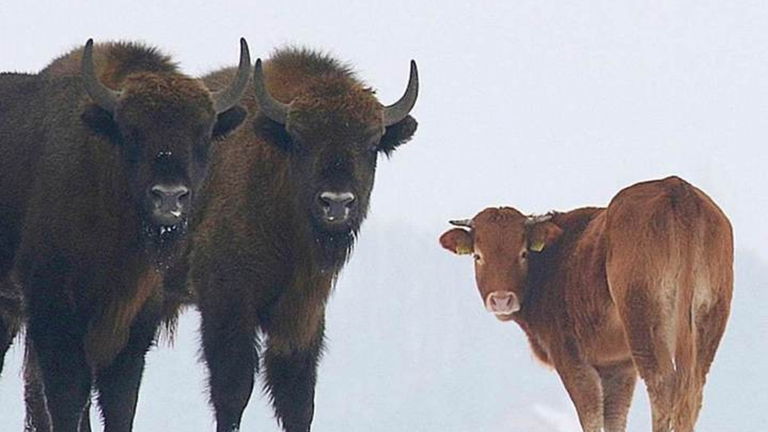 La vaca rebelde que se fue a vivir con los bisontes