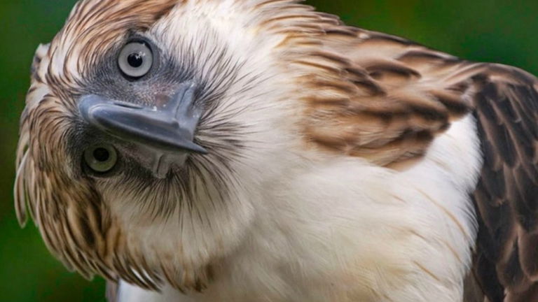 Estas son algunas de las aves más amenazadas del mundo