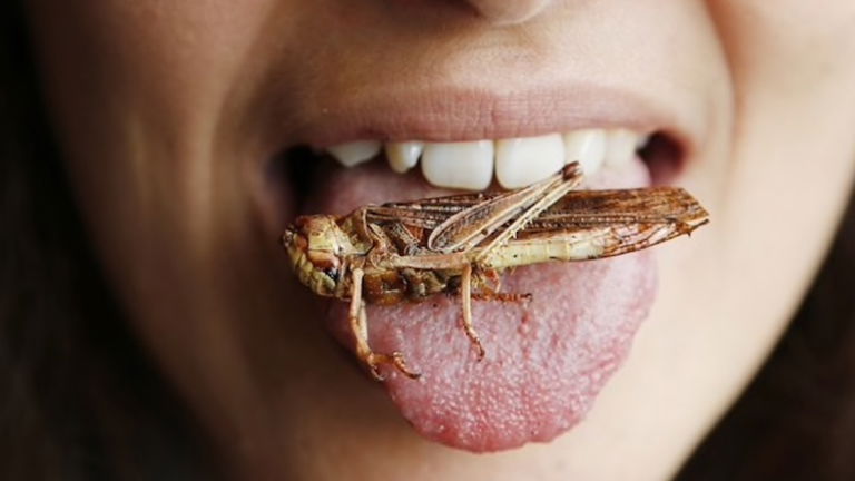 Por qué deberías empezar a comer (más) insectos desde este momento