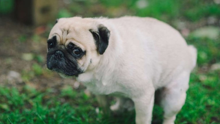 A tu perro le gusta comer excrementos, pero hay una buena razón