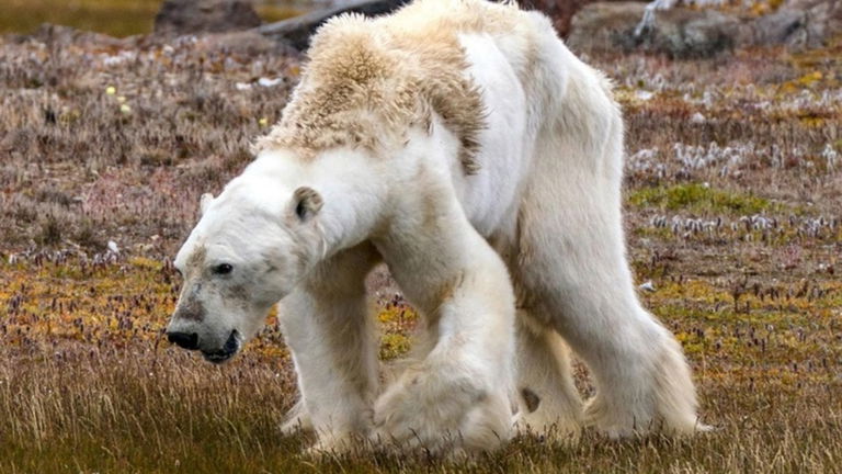 Los animales del Ártico siguen sufriendo las consecuencias del cambio climático