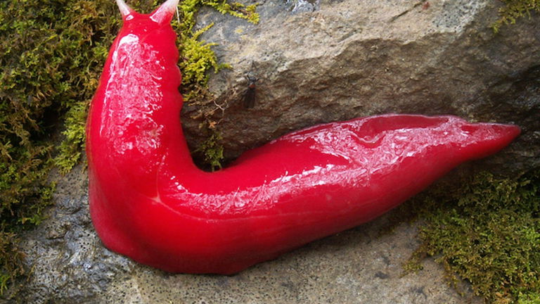 Muy poca gente lo sabe, pero hay una babosa rosa gigante gracias a un volcán