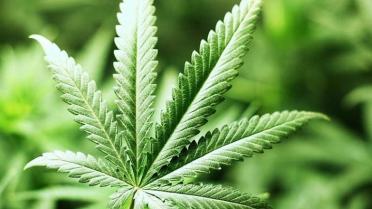 La enfermedad de la marihuana que te hará vomitar violentamente