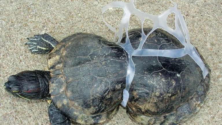 La alta presencia de microplásticos en el mar amenaza con más fuerza la vida animal