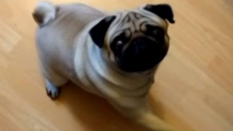Un youtuber podría ir a la cárcel por enseñarle a su perro el saludo nazi
