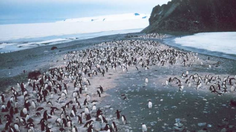 Descubren una colonia de pingüinos tan grande que puede verse desde el espacio