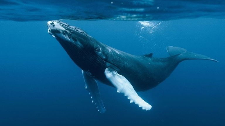 ¿Por qué algunos animales marinos son tan grandes?