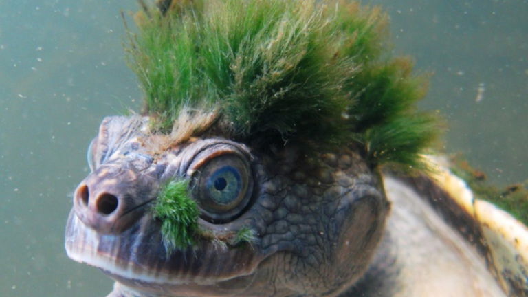 La historia de la tortuga punk