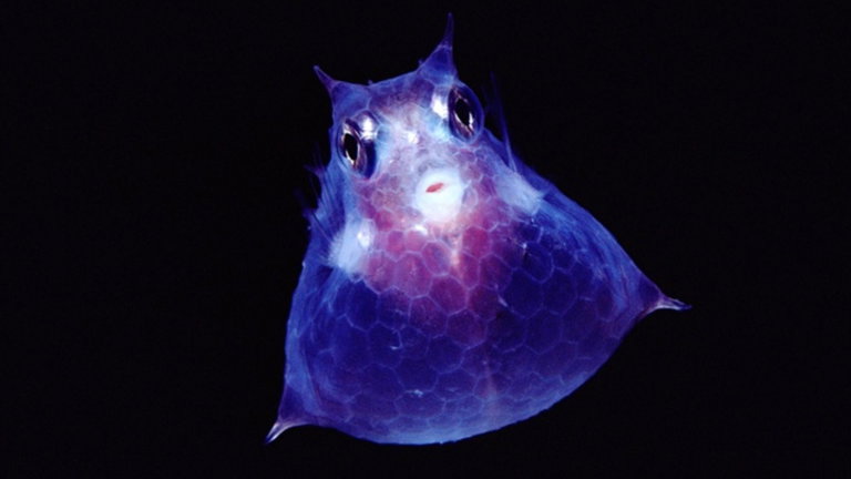 Estos animales parecen verdadera ciencia ficción