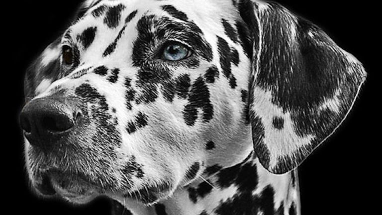 ¿Es un braco o un pointer? Haz una foto y Google hará el resto