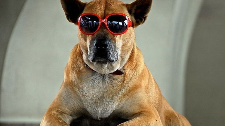 Perros con gafas de sol, correas para serpientes... ¡Bienvenido a las mascotas del futuro!