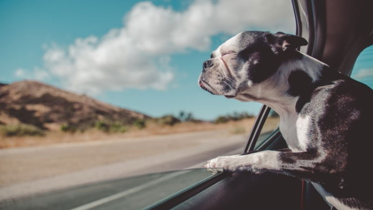 La inteligencia artificial podría hacer posible que hables con tu mascota