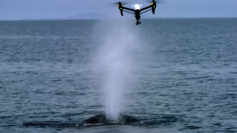Los drones se han convertido en la mejor solución para salvar ballenas varadas