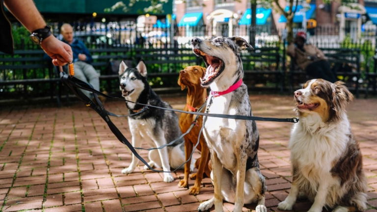 Así es Rover, el Airbnb de los perros