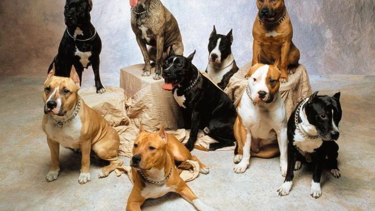 Cómo hace 200 años pensaban que todos los perros venían de 3 razas únicas