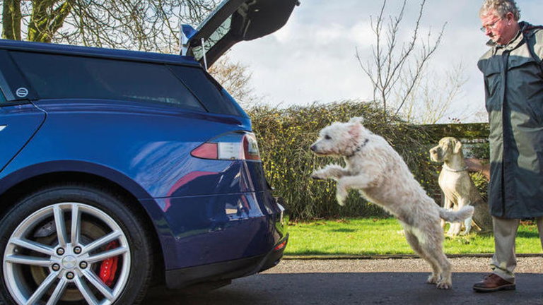 Tesla evitará que más animales mueran en el habitáculo del coche, así lo conseguirá