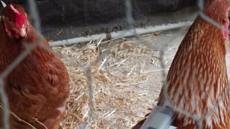 Los wearables para pollos son la siguiente revolución alimentaria