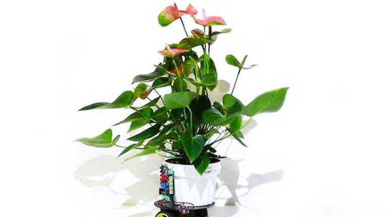 Así es el robot que se comunica con las plantas para buscar la luz