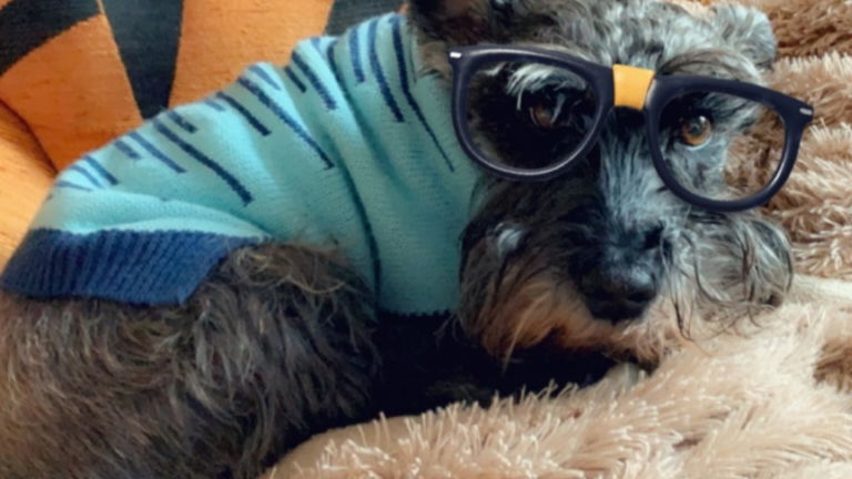 Tu perro ya puede presumir de filtros en Snapchat