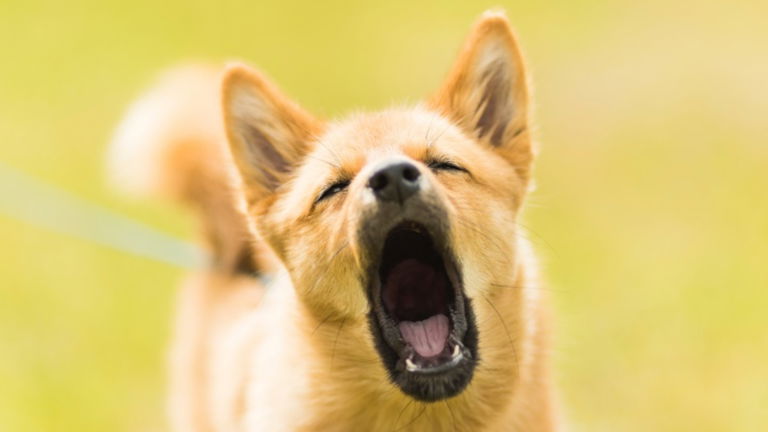 La inteligencia artificial de Sensory AI interpreta sonidos