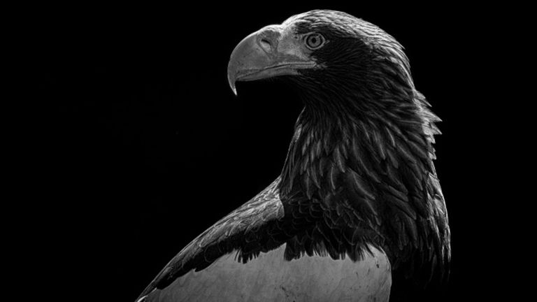 Descubren un águila con un GPS que muestra su recorrido en los últimos 20 años