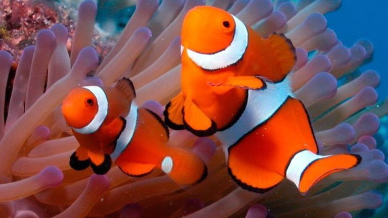 El poder de la inteligencia artificial para diferenciar animales de la misma especie