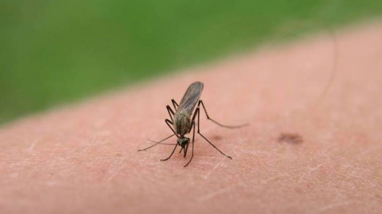 Evitar picaduras de mosquito con prendas de grafeno, así es posible