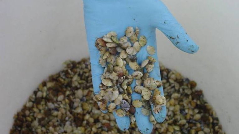 Crean un robot que limpia los microplásticos presentes en los mares y océanos