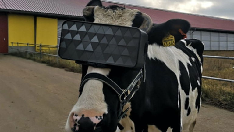Las vacas con equipos de realidad virtual podrían dar leche de mayor calidad